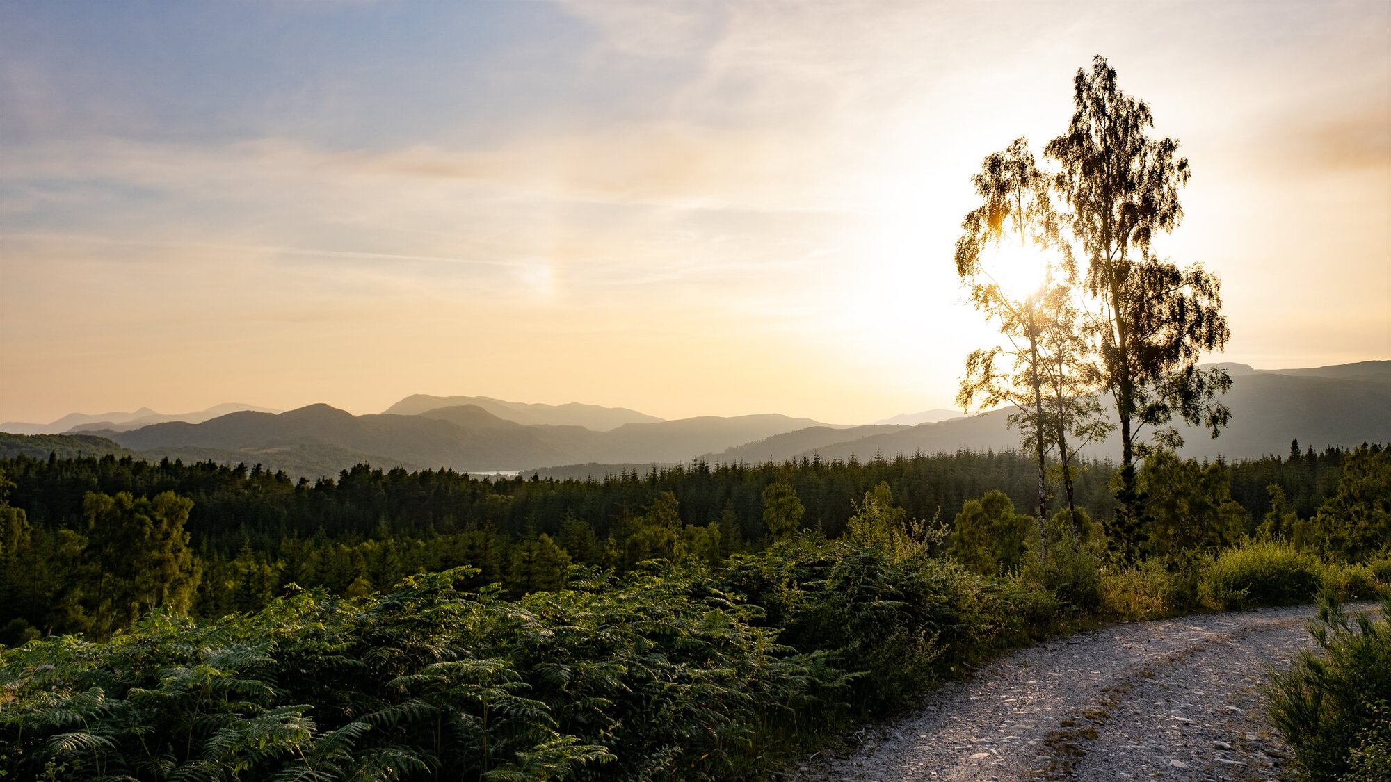 A lone tree against the low sun above forest and a track