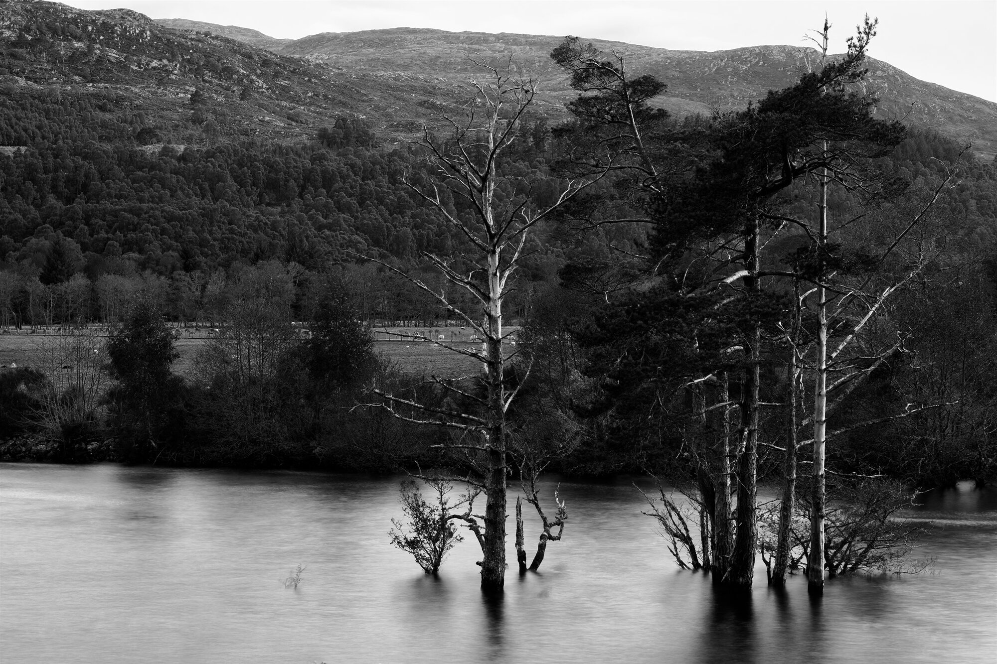 Pines standing in a flooded loch shore below the hills