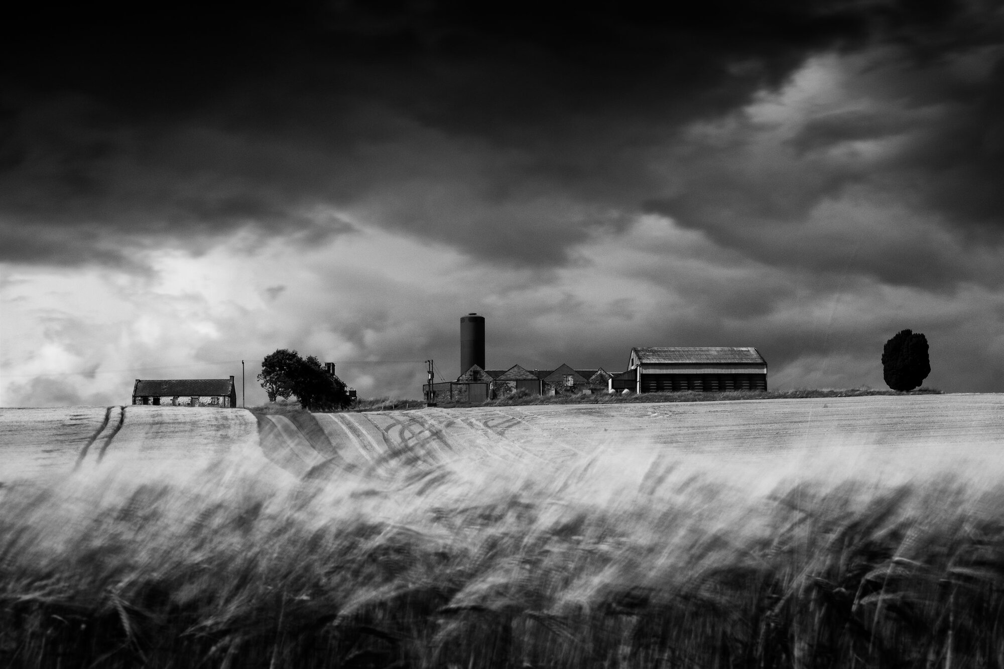 Wind-blown barley before a farm and its silo under a dark storm sky