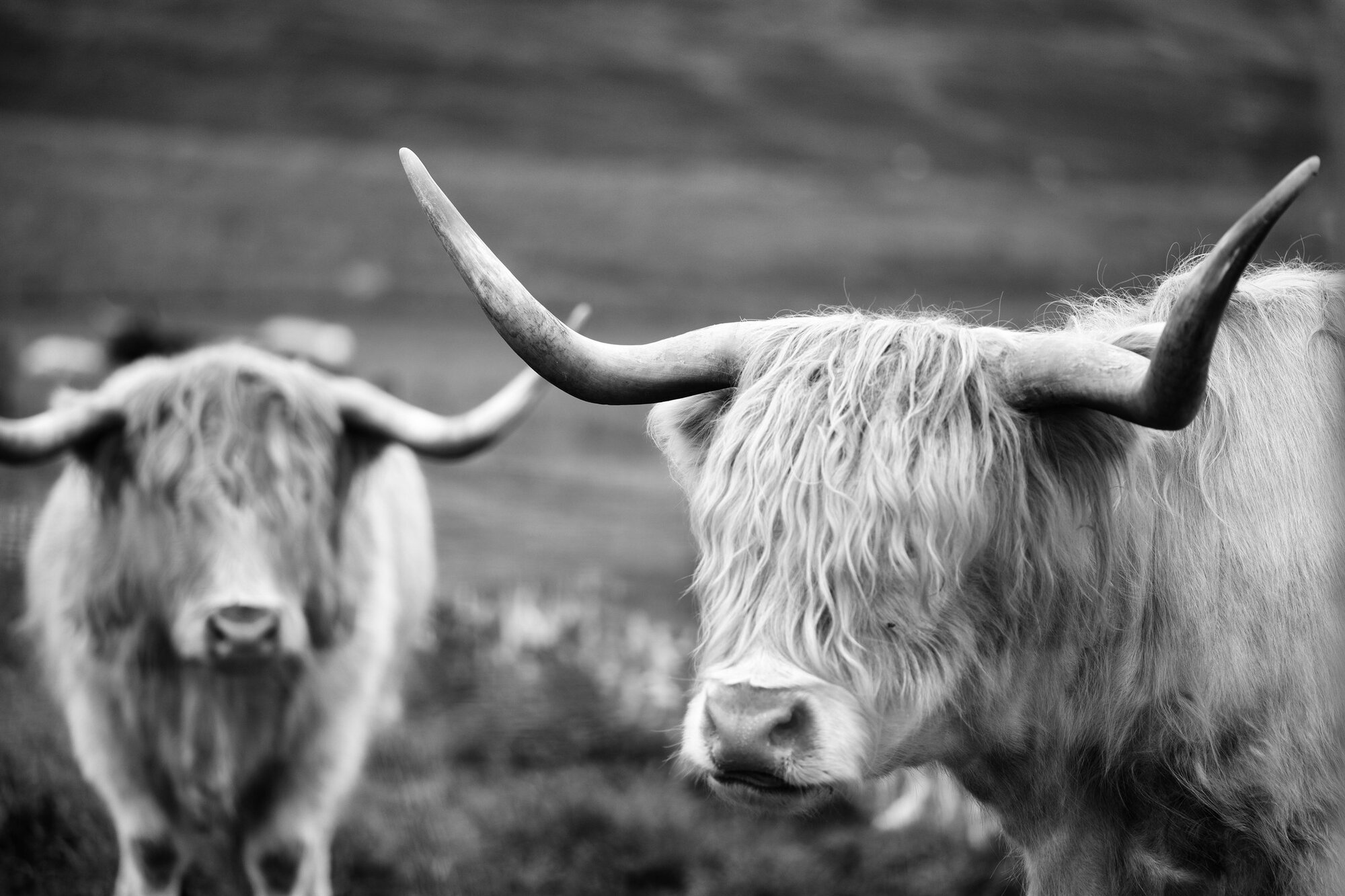 Two shaggy Highland cattle with long horns