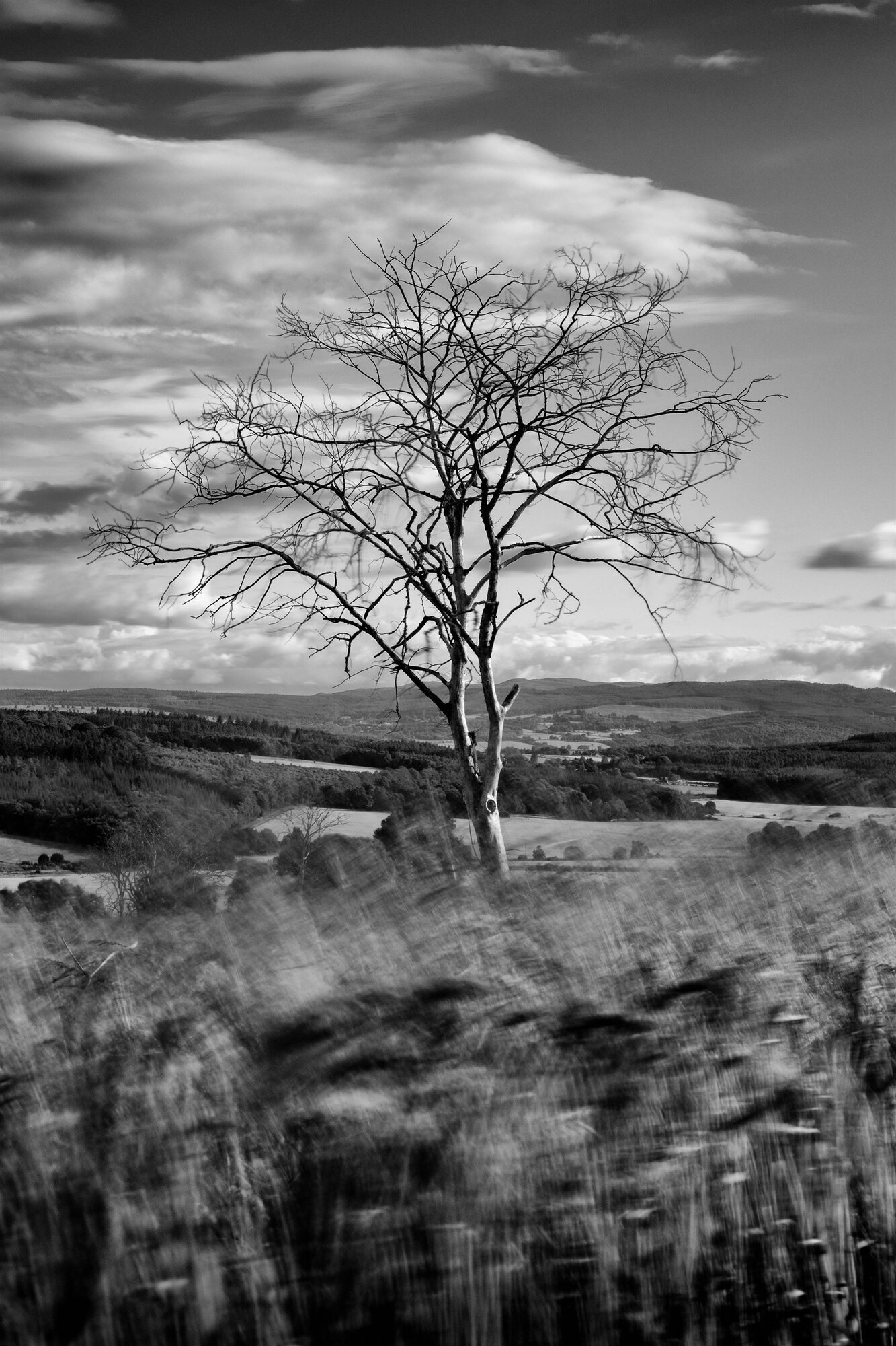 A bare tree above windblown grass, fields and forest beyond