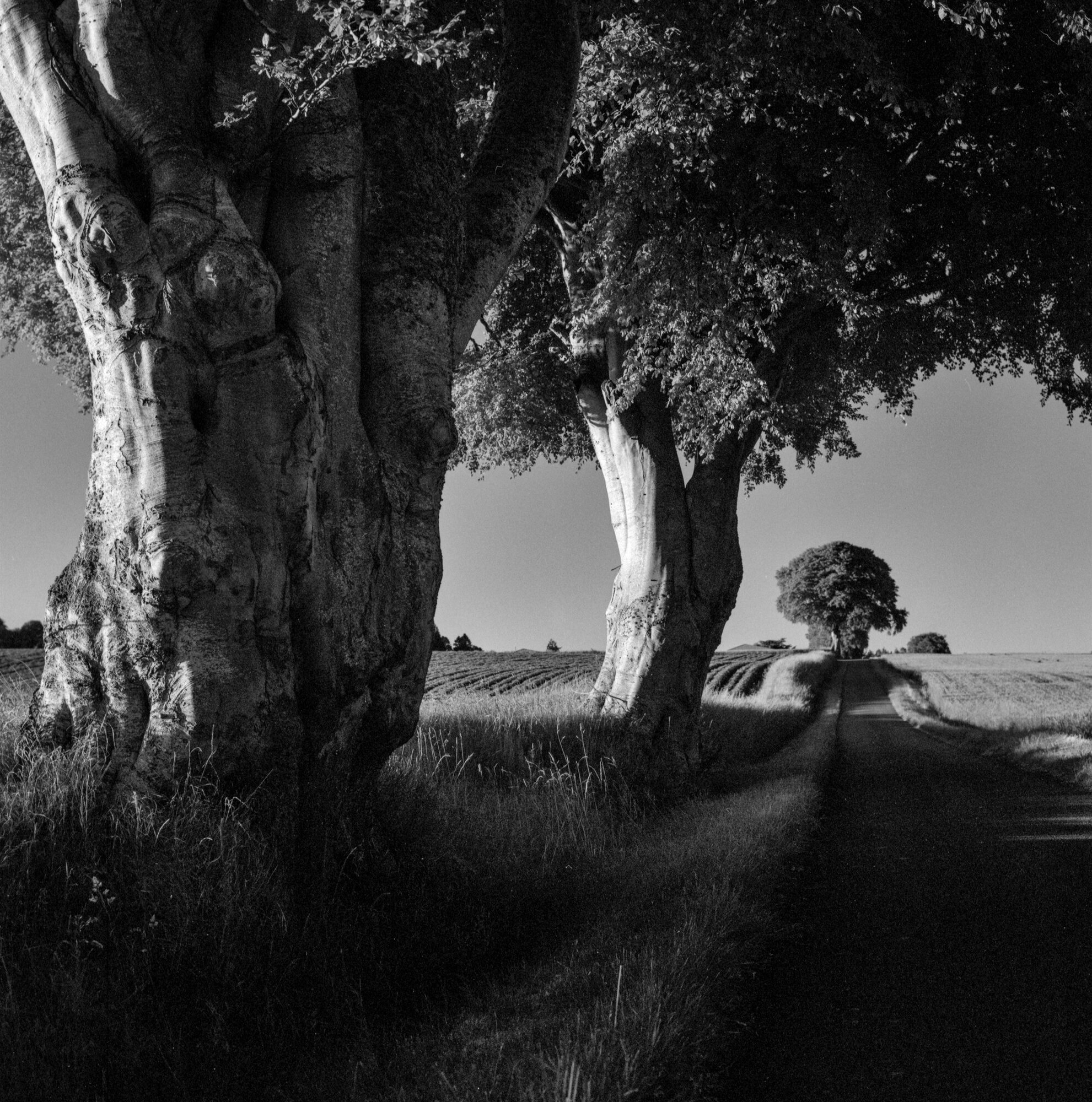Old beech trees beside a farm track
