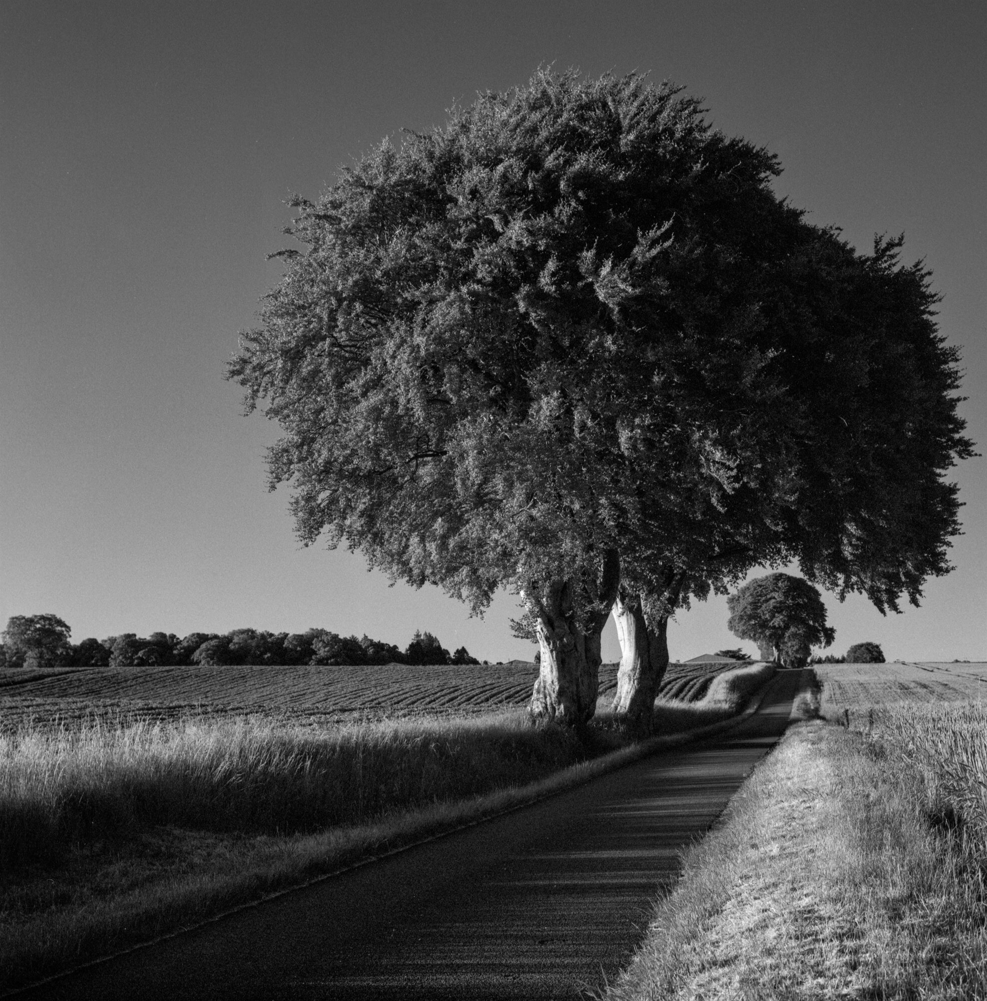 A great beech tree beside a country road