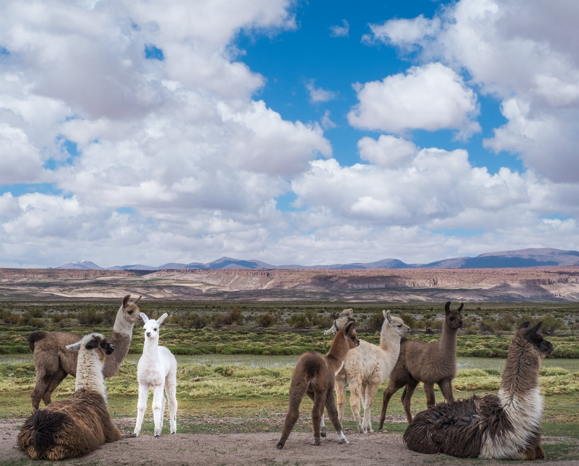A group of llamas resting on the grass under a blue sky