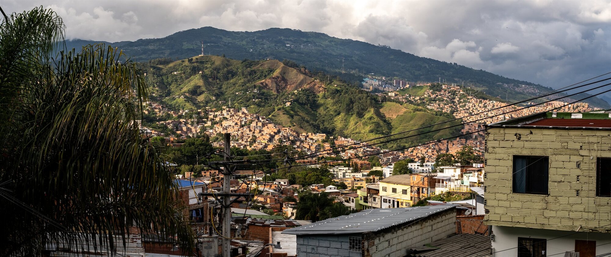Houses climbing green hills beside a palm