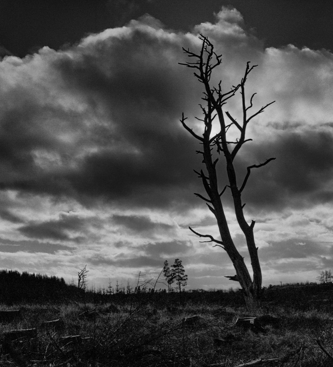 A bare dead tree against a dark, sunlit cloud over cleared forest, in black and white film
