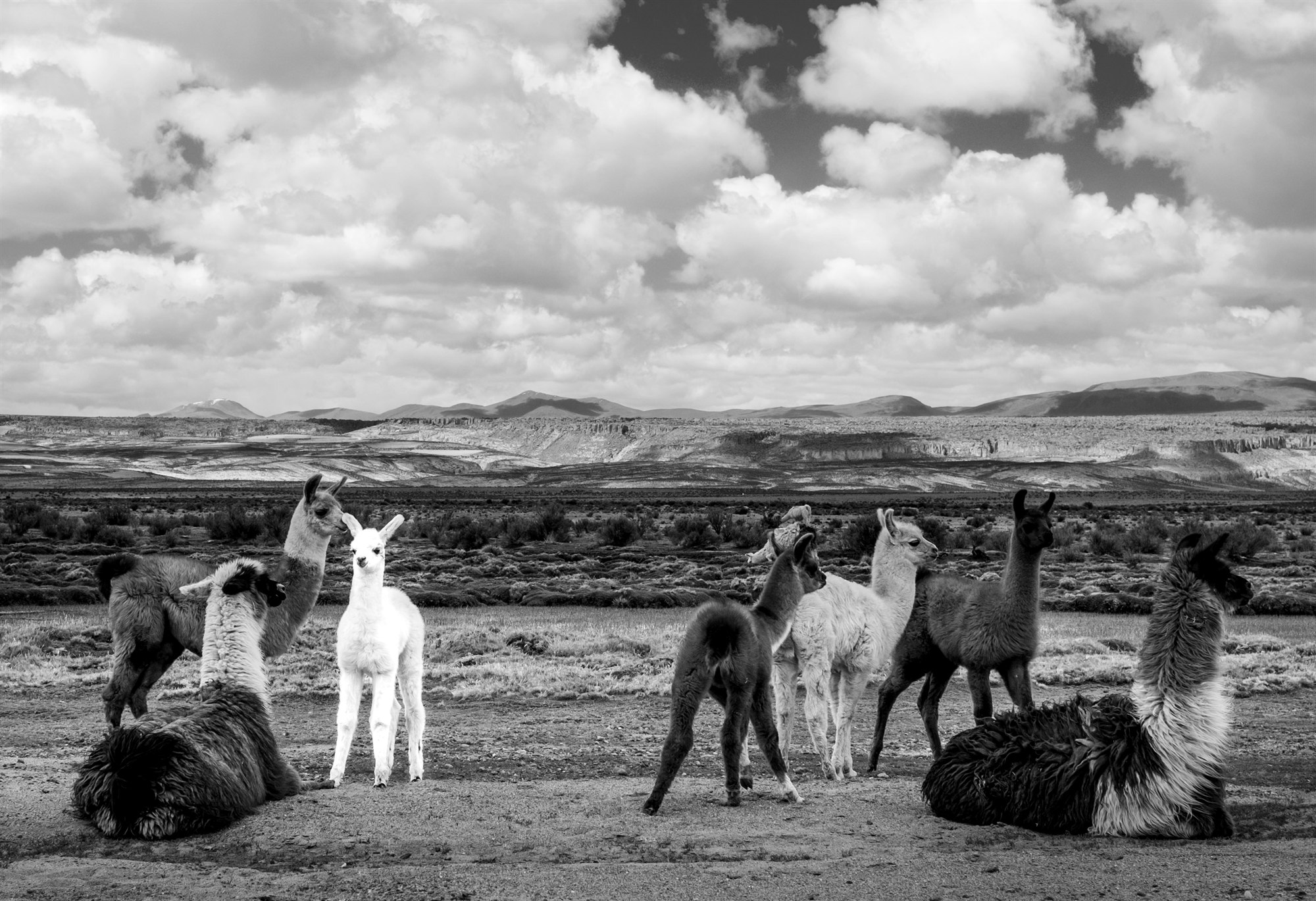 A herd of llamas and their young on the grassy altiplano, rocky hills and mountains under a sky of heaped clouds behind, in black and white